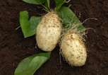 Yam (Dioscorea esculenta)