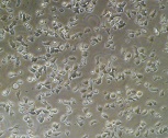 Cell processing in the biological safety cabinet